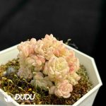 Echeveria An 093 Clustering - Image 2