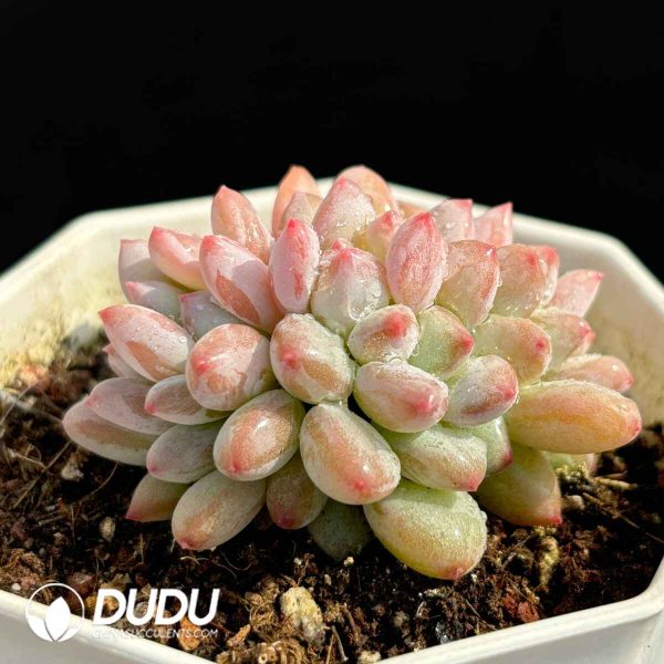 Echeveria Ice Cream Clustering - Image 2