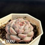 Echeveria Ning 18 - Image 2