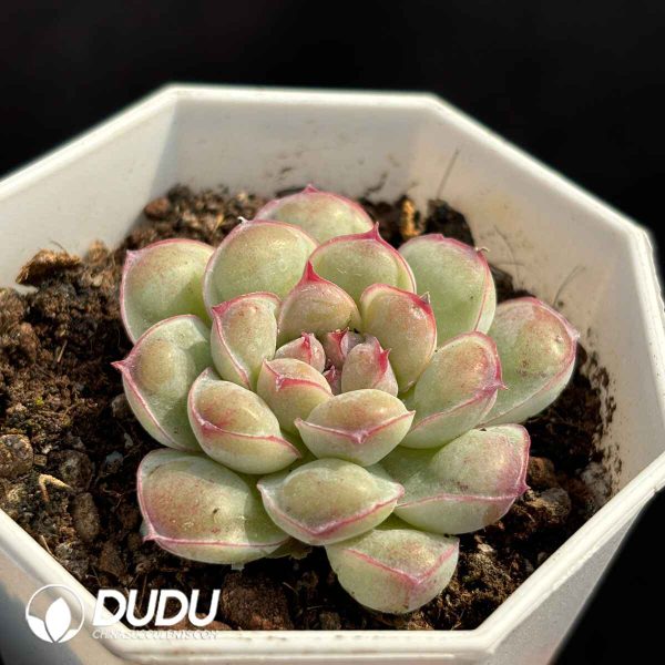 Echeveria Tumor - Image 2