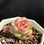 Echeveria W8-008 - Image 2