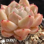 Echeveria Quartz Petrified - Image 2