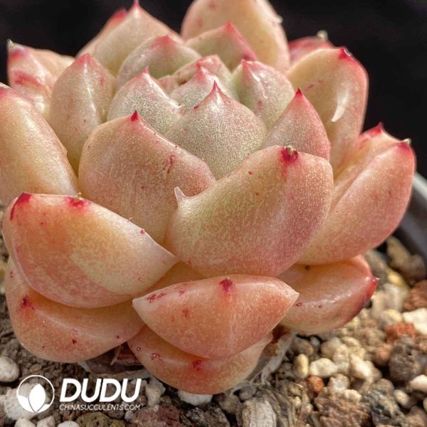 Echeveria Quartz Petrified - Image 2