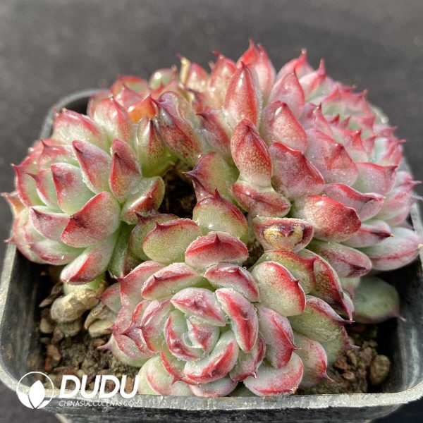 Echeveria Big Eyes Clustering - Image 2