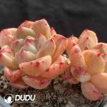 Echeveria Quartz Petrified Double Head - Image 2