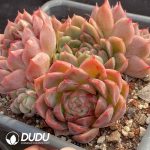 Echeveria Green Ghost Clustering - Image 2