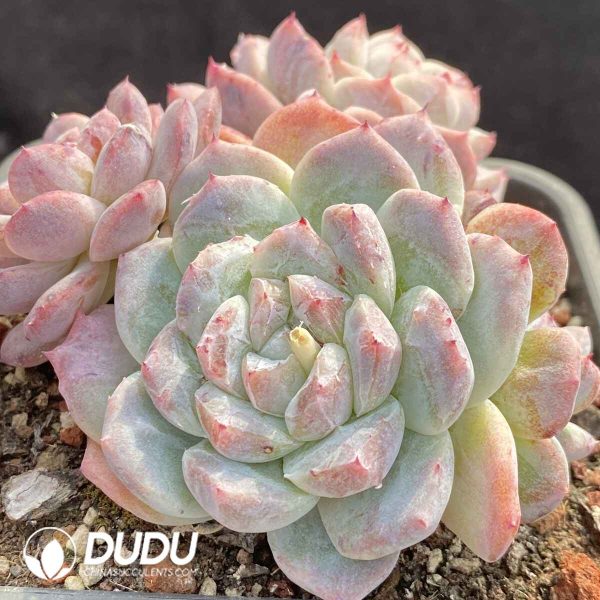Echeveria Beauty Petrified Clustering - Image 2