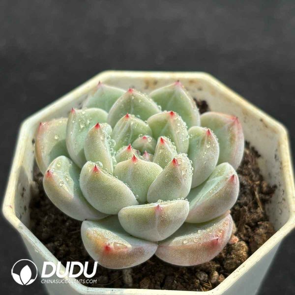 Echeveria Hybrid No.1 - Image 2