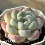 Echeveria Hybrid No.2 - Image 2