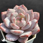 Echeveria Hybrid No.3 - Image 2