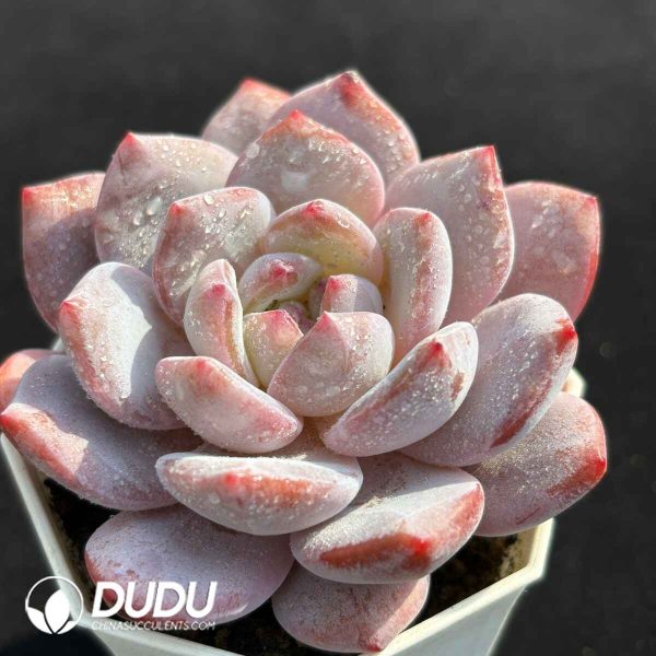 Echeveria Hybrid No.3 - Image 2
