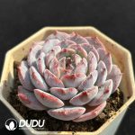Echeveria Hybrid No.4 - Image 2