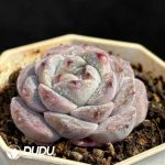 Echeveria Hybrid No.5 - Image 2