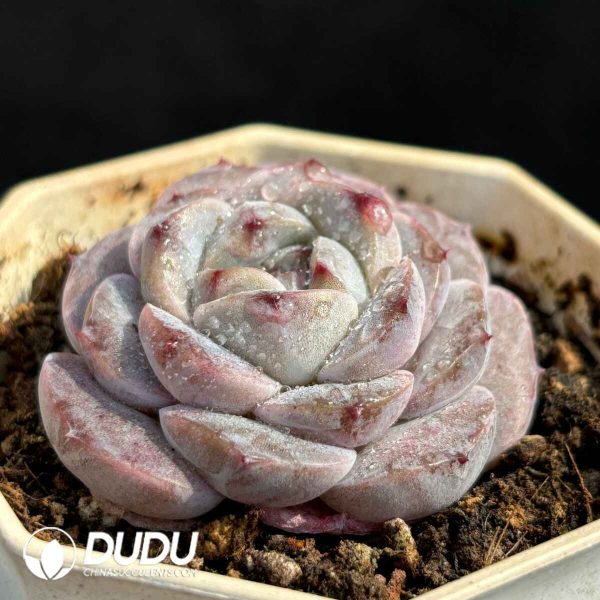 Echeveria Hybrid No.5 - Image 2