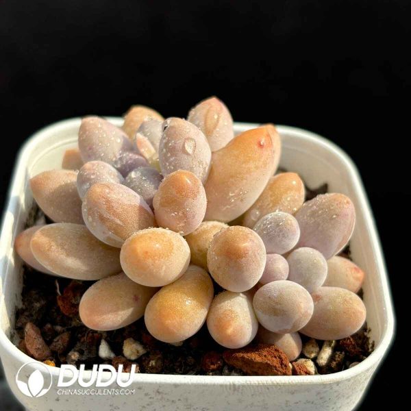 Graptopetalum Glutinous Rice Ball Double Head - Image 2