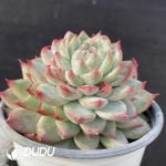 Echeveria Git - Image 2
