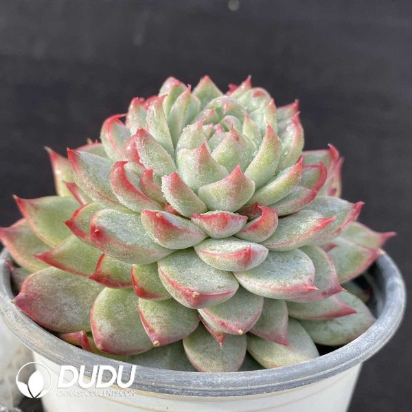 Echeveria Git - Image 2