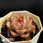 Echeveria Hybrid No.7 - Image 2