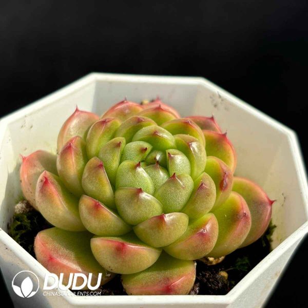 Echeveria Korean Water Ghost - Image 2