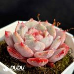 Echeveria Vanilla strawberry - Image 2