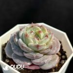 Echeveria Hybrid No.10 - Image 2