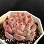 Echeveria Hybrid No.11 - Image 2