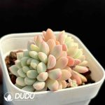 Echeveria Little Red Egg Variegated Double Heads - Image 2