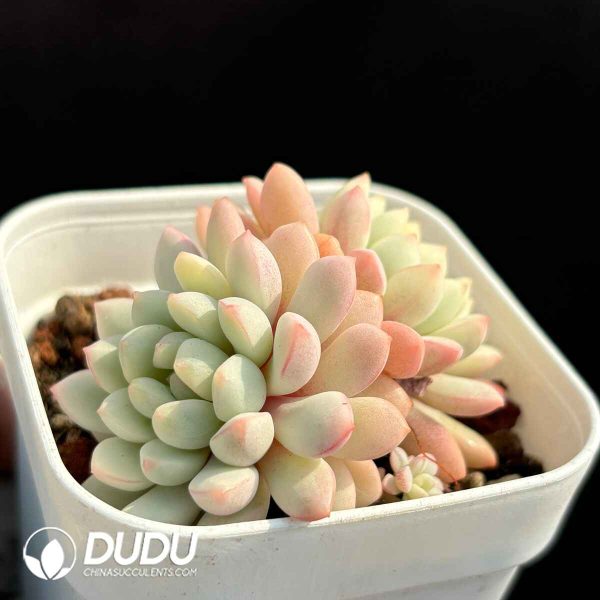 Echeveria Little Red Egg Variegated Double Heads - Image 2