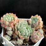 Echeveria 'Ball of Fat' Clustering - Image 2