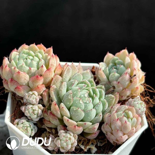 Echeveria 'Ball of Fat' Clustering - Image 2