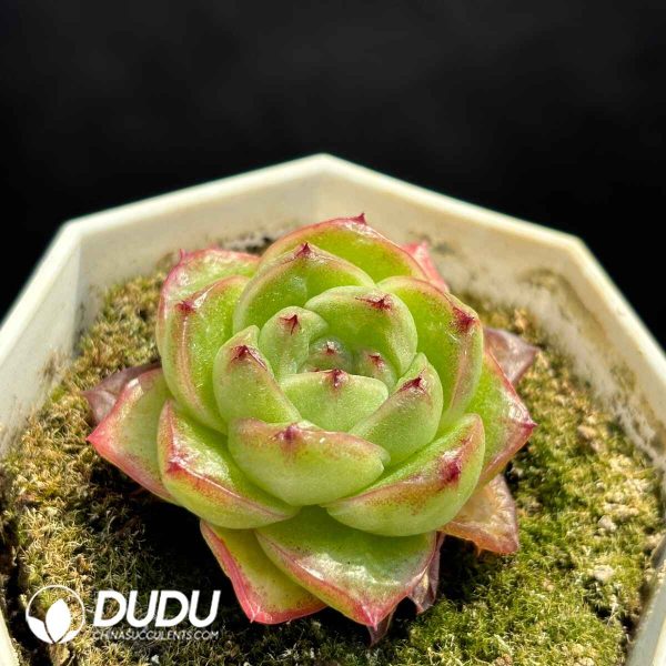 Echeveria Hybrid No.14 - Image 2