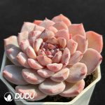 Echeveria Hybrid No.15 - Image 2