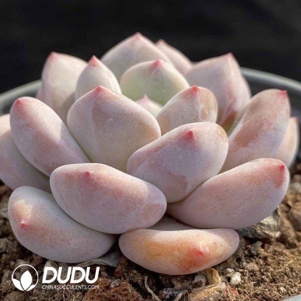 Echeveria Baby Dream - Image 2