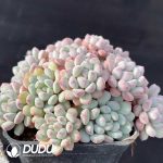 Echeveria Little Red Egg Clustering - Image 2