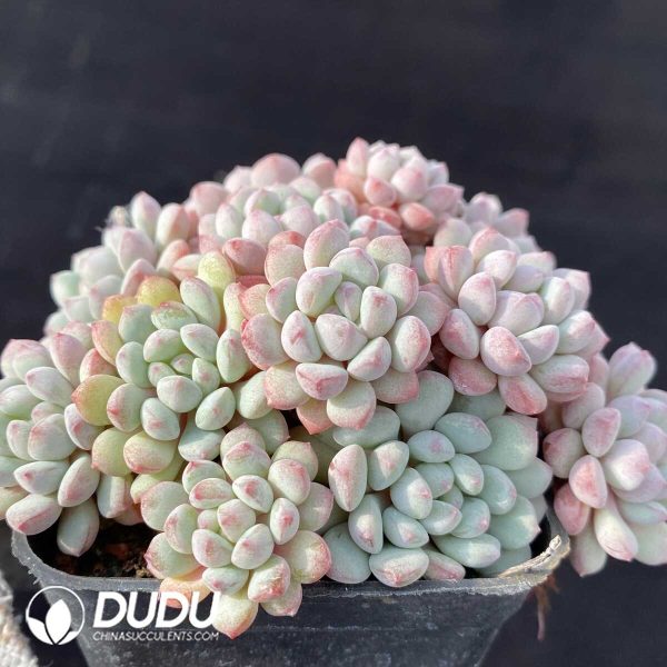 Echeveria Little Red Egg Clustering - Image 2