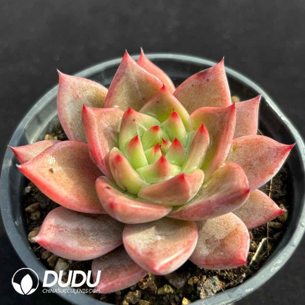 Echeveria Hybrid No.16 - Image 2