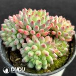 Sedum Red-tipped Preserved Egg Clustering - Image 2