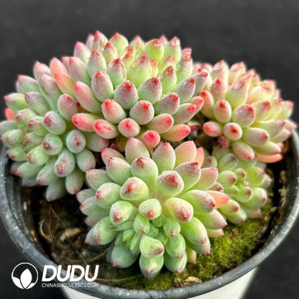 Sedum Red-tipped Preserved Egg Clustering - Image 2