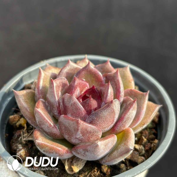 Echeveria Hybrid No.18 - Image 2