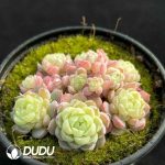 Echeveria Hail Clustering - Image 2