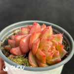 Echeveria Polaris Double Heads - Image 2