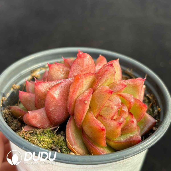 Echeveria Polaris Double Heads - Image 2