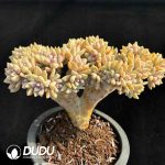 Graptopetalum Light Snow Cristata No.2 - Image 2