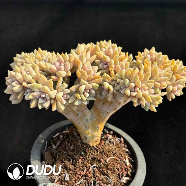 Graptopetalum Light Snow Cristata No.2 - Image 2