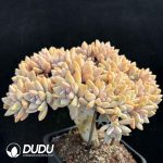 Graptopetalum Light Snow Cristata No.4 - Image 2