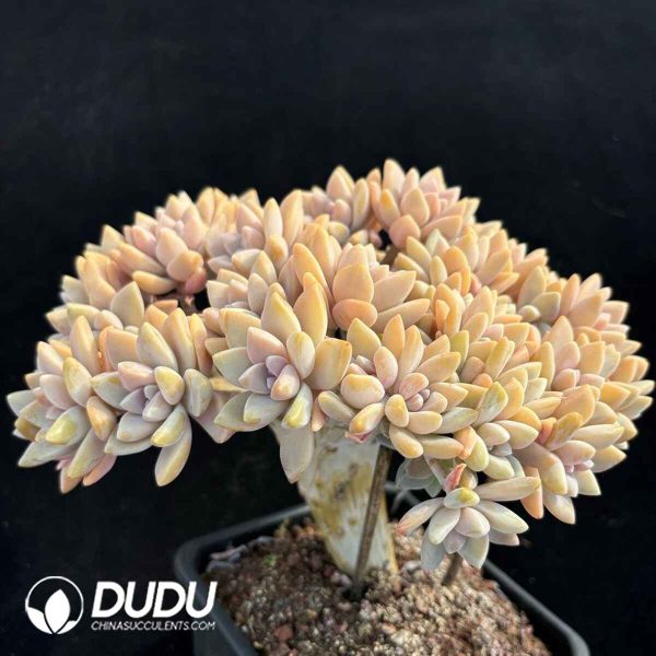 Graptopetalum Light Snow Cristata No.4 - Image 2