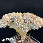 Graptopetalum Light Snow Cristata No.5 - Image 2