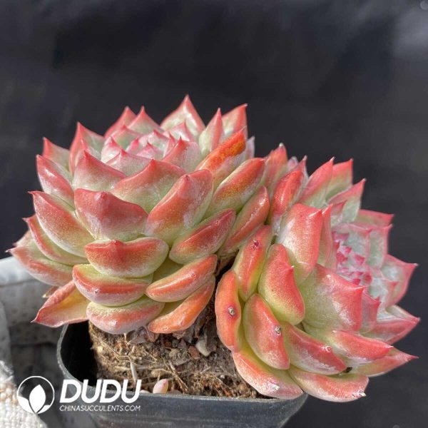 Echeveria Floriana Double Heads - Image 2