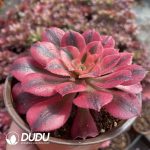 [RTS]Aeonium Pink Witch - Image 2