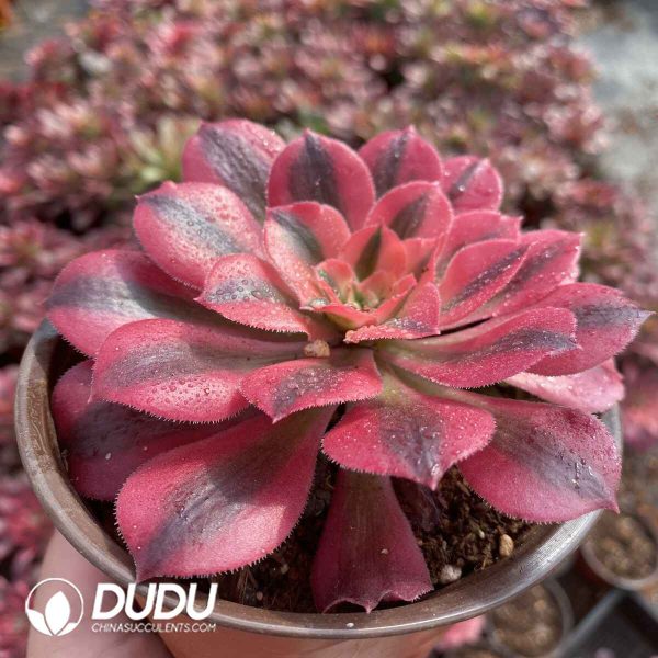 [RTS]Aeonium Pink Witch - Image 2